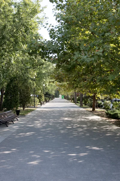 Beautiful Shady Alley Maple Trees Benches — Stock Photo, Image