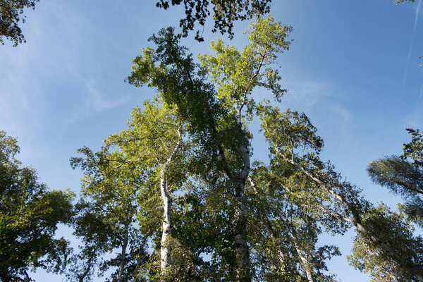 view of the sky through the foliage of trees in the summer park