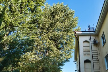aşağıdan yukarıya doğru çatı yapı ve büyük bir ağaç üst görüntüleme