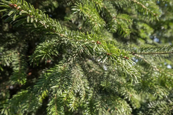針葉樹植物撮影クローズ アップのグリーンの枝 — ストック写真