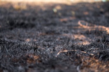 siyah küllü çim alan yandı