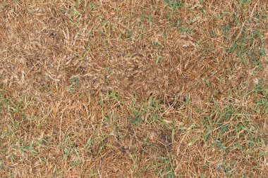 Kuru sonbahar çimleri yüzey döşeli - döngüsel doku