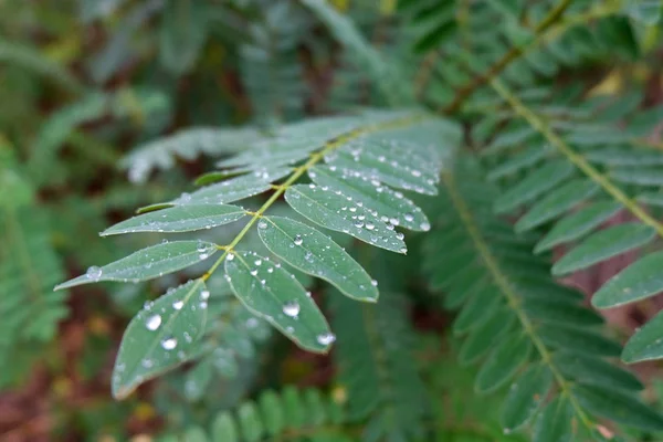 Green Leaves Fern Plant Rain Drops — Stock Photo, Image
