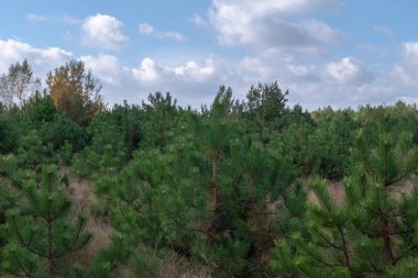 çam ağaçları ile genç yeşil ağaçlar türleri