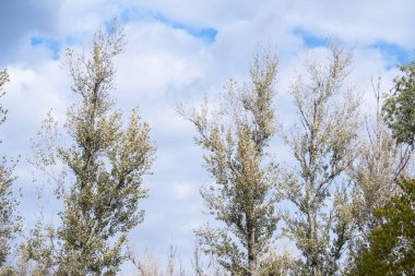 ağaçlar üst kısımları ile güzel bir bulutlu gökyüzü görünümü