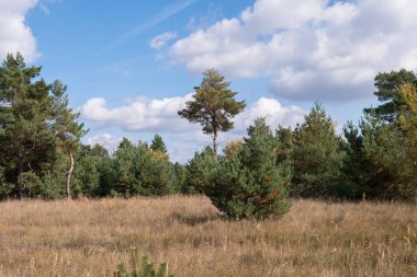 çam ağaçları ile genç yeşil ağaçlar türleri