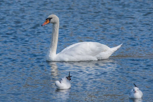 Cisne Branco Uma Lagoa Perto — Fotografia de Stock