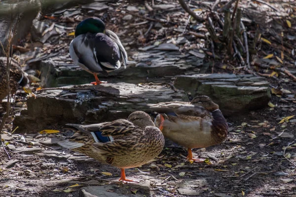 Group Ducks Resting Small Island — Stock Photo, Image