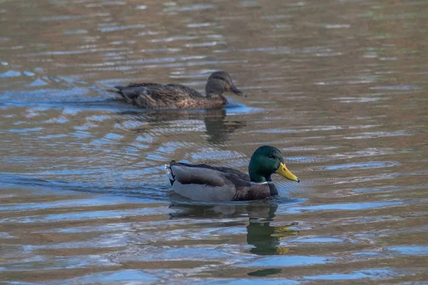 Group Beautiful Colorful Ducks Pond — Stock Photo, Image