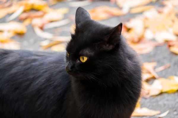 Museau Chat Noir Couvant Gros Plan Sur Fond Feuilles Automne — Photo