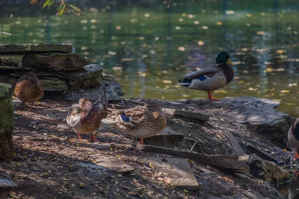 Group Ducks Resting Small Island — Stock Photo, Image