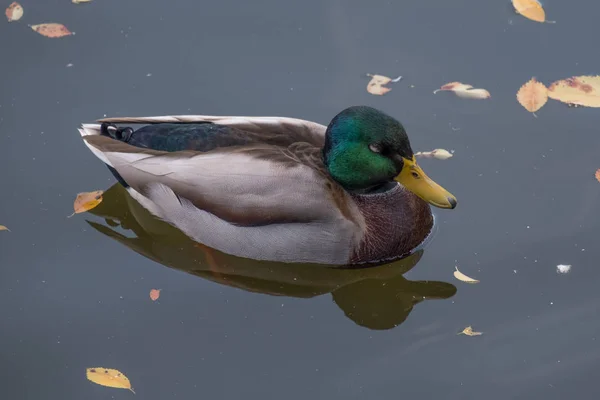Ente Schwimmt Einem Teich Aus Nächster Nähe Fotografiert — Stockfoto