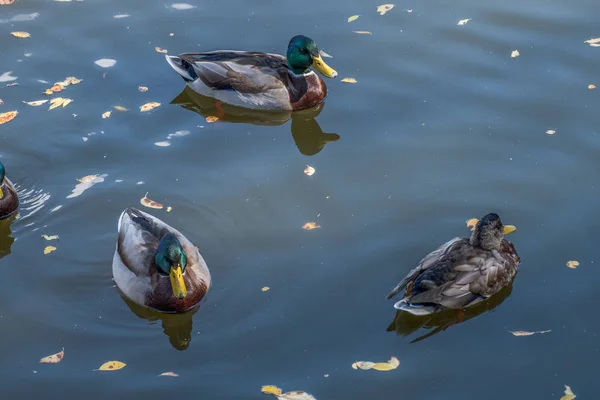 Group Beautiful Colorful Ducks Pond — Stock Photo, Image