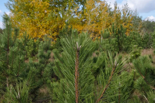 Herbst Kiefernhain Mit Schönen Gelben Bäumen — Stockfoto