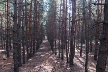 üst üste mayo mayo çam ağacı