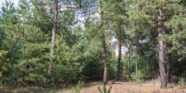 sonbahar manzara güzel çam Grove