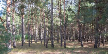 sonbahar manzara güzel çam Grove