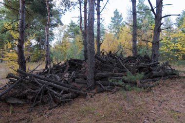 büyük bir çam Grove yakacak odun yığını