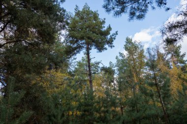çam ağaçları doruklarına gökyüzüne güzel görünümü