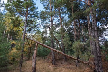 sonbaharda pine Grove düşmüş ağaç