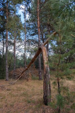 sonbaharda pine Grove düşmüş ağaç