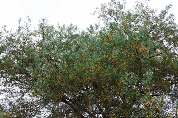 緑と黄色の針での針葉樹の木 — ストック写真