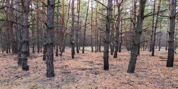 trunks of pine tree trunks in a row
