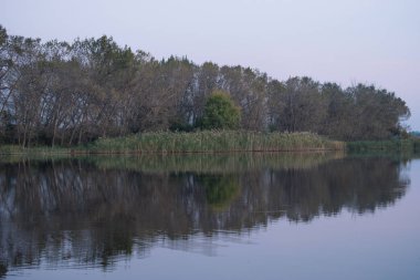 güzel küçük yansıması ile bir gölet kenarındaki ağaç dikim