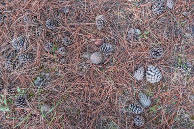 çam kozalakları Grove kuru düşmüş iğne üzerinde