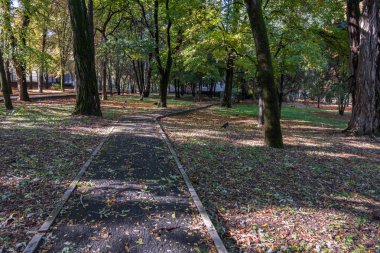 sarı sonbahar yaprakları ile kaplı bir sonbahar park yolu