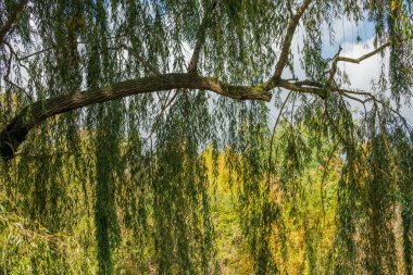 bir sonbahar park büyük bir yeşil söğüt dalı