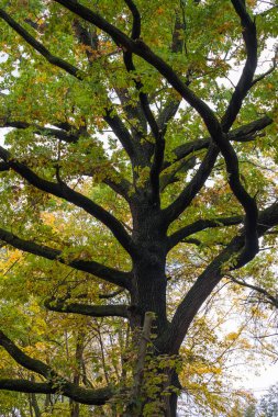 Eski meşe ağacı bir sonbahar park