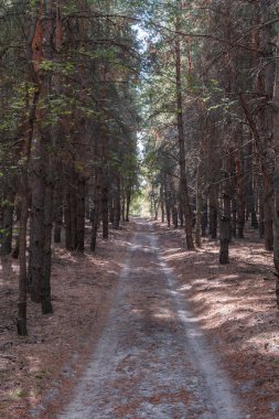 karanlık kalın çam ormanı uzak yolda