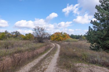 içinde belgili tanımlık vahşi nadir ağaçlar ile uzun yol