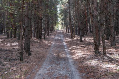 karanlık kalın çam ormanı uzak yolda