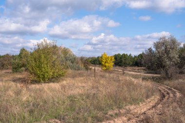 içinde belgili tanımlık vahşi nadir ağaçlar ile uzun yol