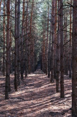 karanlık kalın çam ormanı uzak yolda