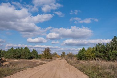 içinde belgili tanımlık vahşi nadir ağaçlar ile uzun yol