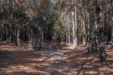 karanlık kalın çam ormanı uzak yolda