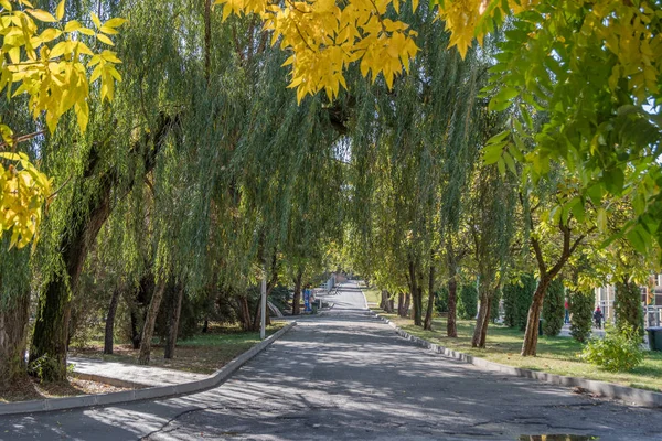 Caminho Parque Outono Coberto Com Folhas Outono Amarelas — Fotografia de Stock