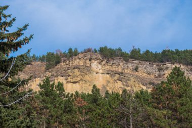 Yeşil çam ağaçları sarı Dağı'nda
