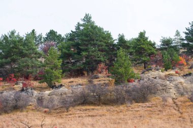 kayaların üzerinde büyüyen kırmızı ve yeşil ağaçlar