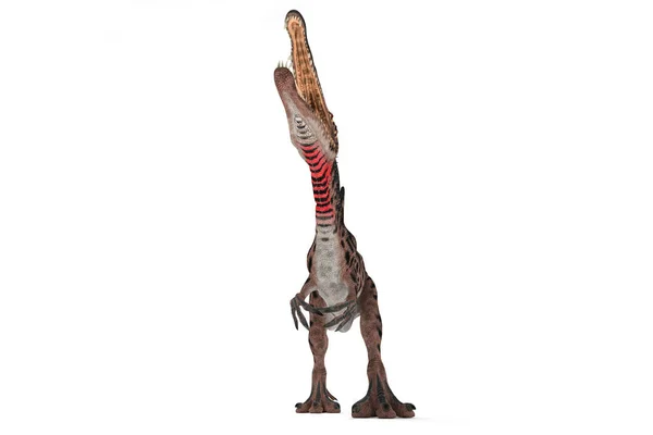Spinosaurus Conjunto Ángulos Sobre Fondo Blanco Ilustración — Foto de Stock