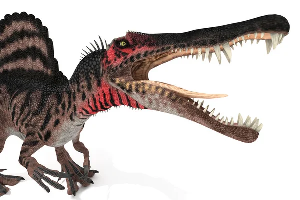 Spinosaurus Conjunto Ângulos Fundo Branco Ilustração — Fotografia de Stock