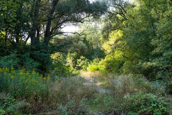 Path Pass Thick Shady Green Grove — Stock Photo, Image