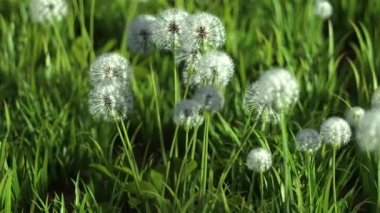 kamera güzel beyaz karahindiba etrafında döner