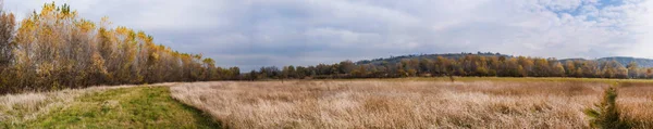 Vista Panorámica Del Abedul Otoño Las Afueras Pradera Con Hierba — Foto de Stock