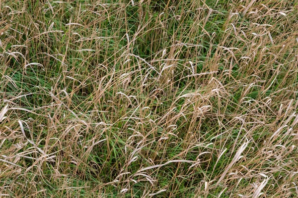 Tiled Texture Autumn Grass Yellow Green — Stock Photo, Image