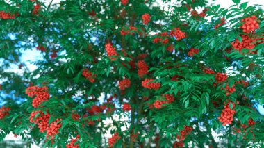 Rowan olgun kırmızı kümeleri 3d çizim ile