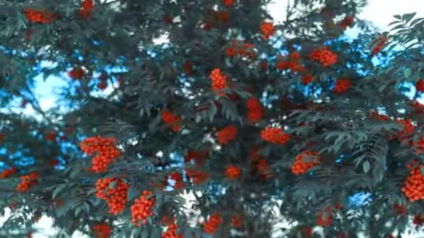 Kamera Animasyon Önünde Rowan Olgun Kırmızı Kümeleri Ile Döner — Stok video